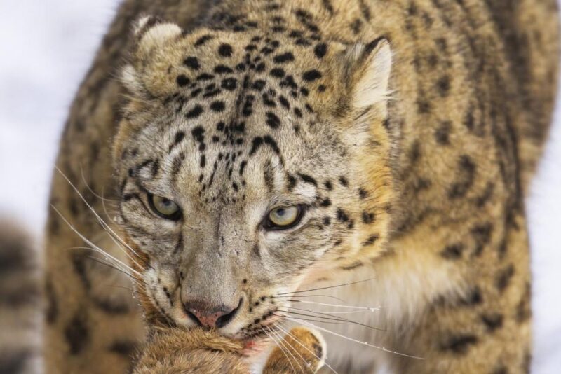 Alimentação do gato: seca, úmida ou natural?