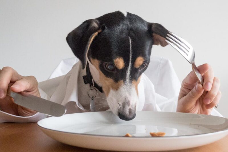 Como lidar com um cachorro agressivo com seguranca