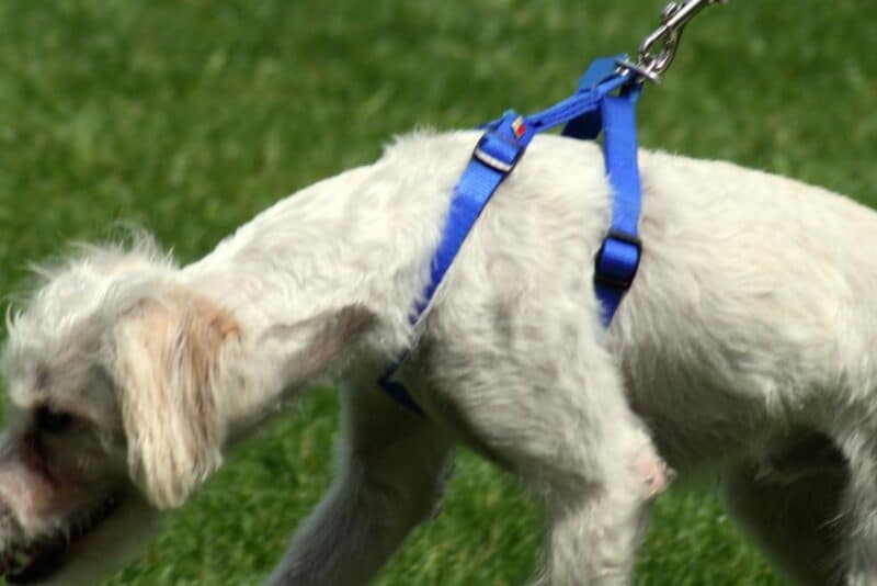 Como parar o cachorro de puxar a guia no passeio