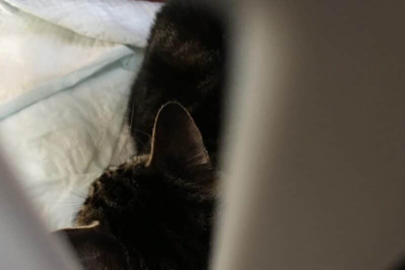 Castração de cães e gatos: mitos e verdades que você precisa conhecer