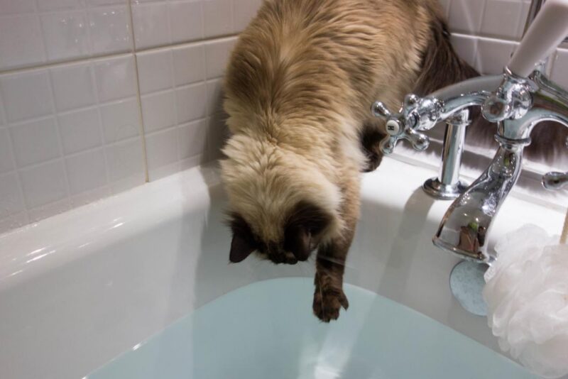 Como dar banho no gato (e quando é preciso)