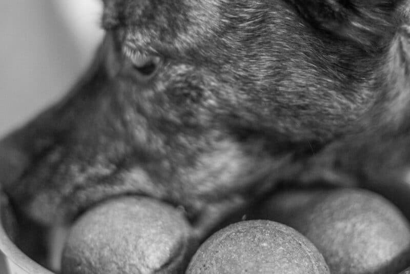 Como escolher a ração ideal para o seu pet sem errar