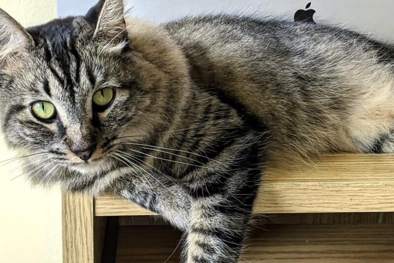 Comportamento do gato: entenda seu felino de verdade