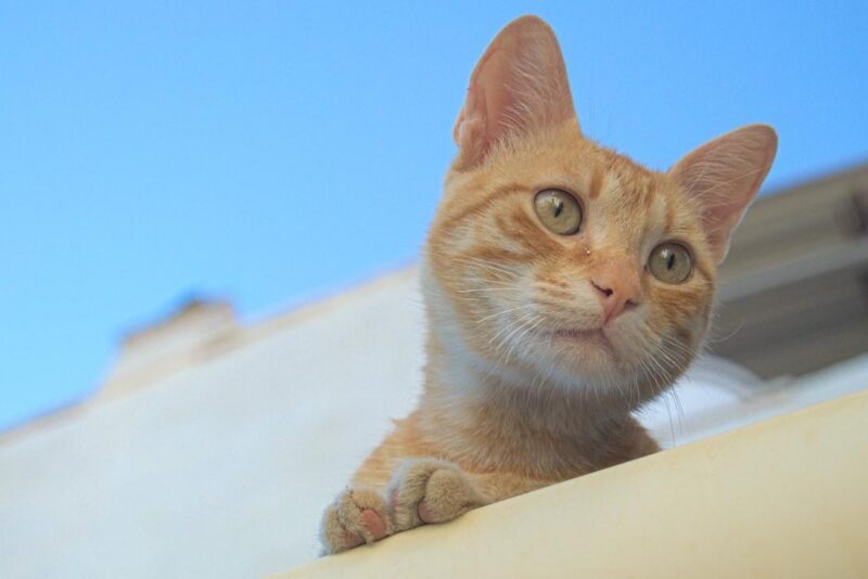 Cuidados com filhote de gato: guia para os primeiros meses