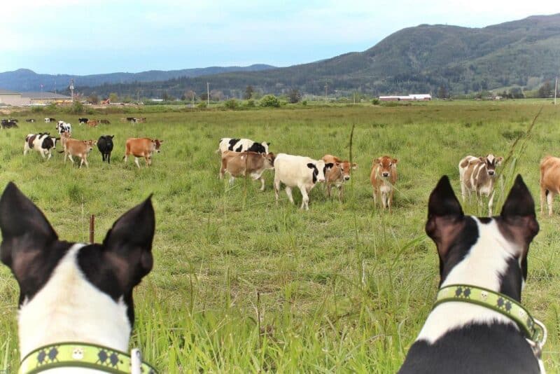 Como escovar e cuidar dos pelos do seu pet no dia a dia