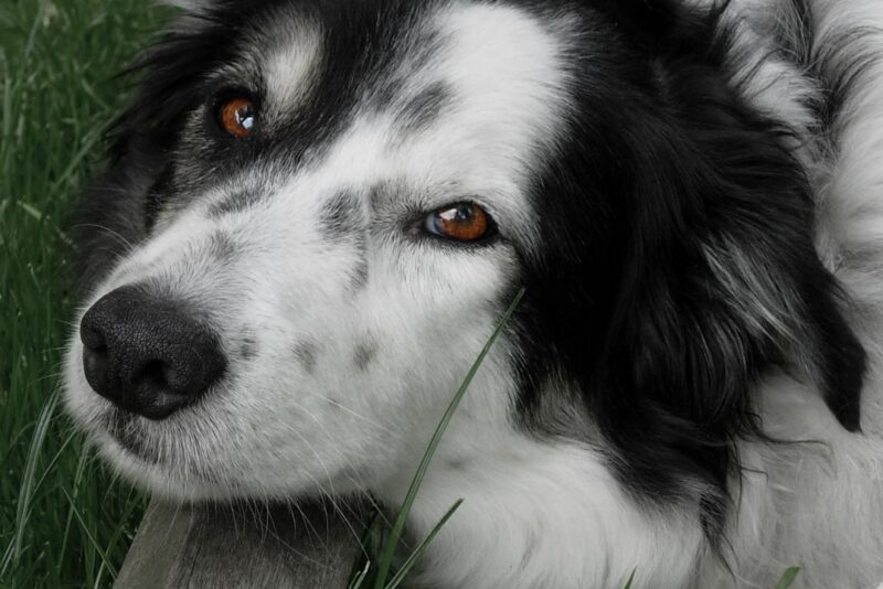 Como ensinar o cachorro a ficar sozinho sem sofrer