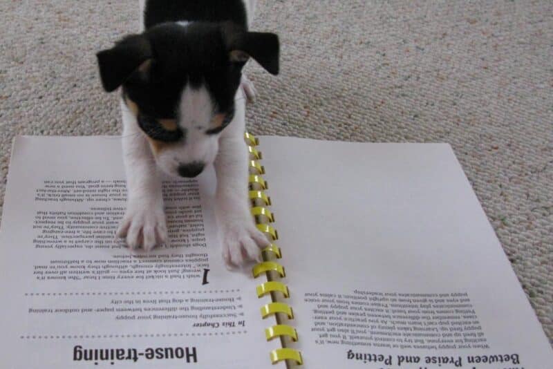 Como ensinar o cachorro a fazer as necessidades no lugar certo