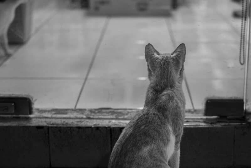 Como deixar um gato feliz dentro de casa