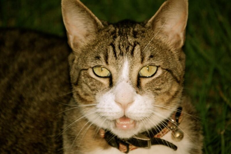 Por que o gato mia muito? Entenda os motivos